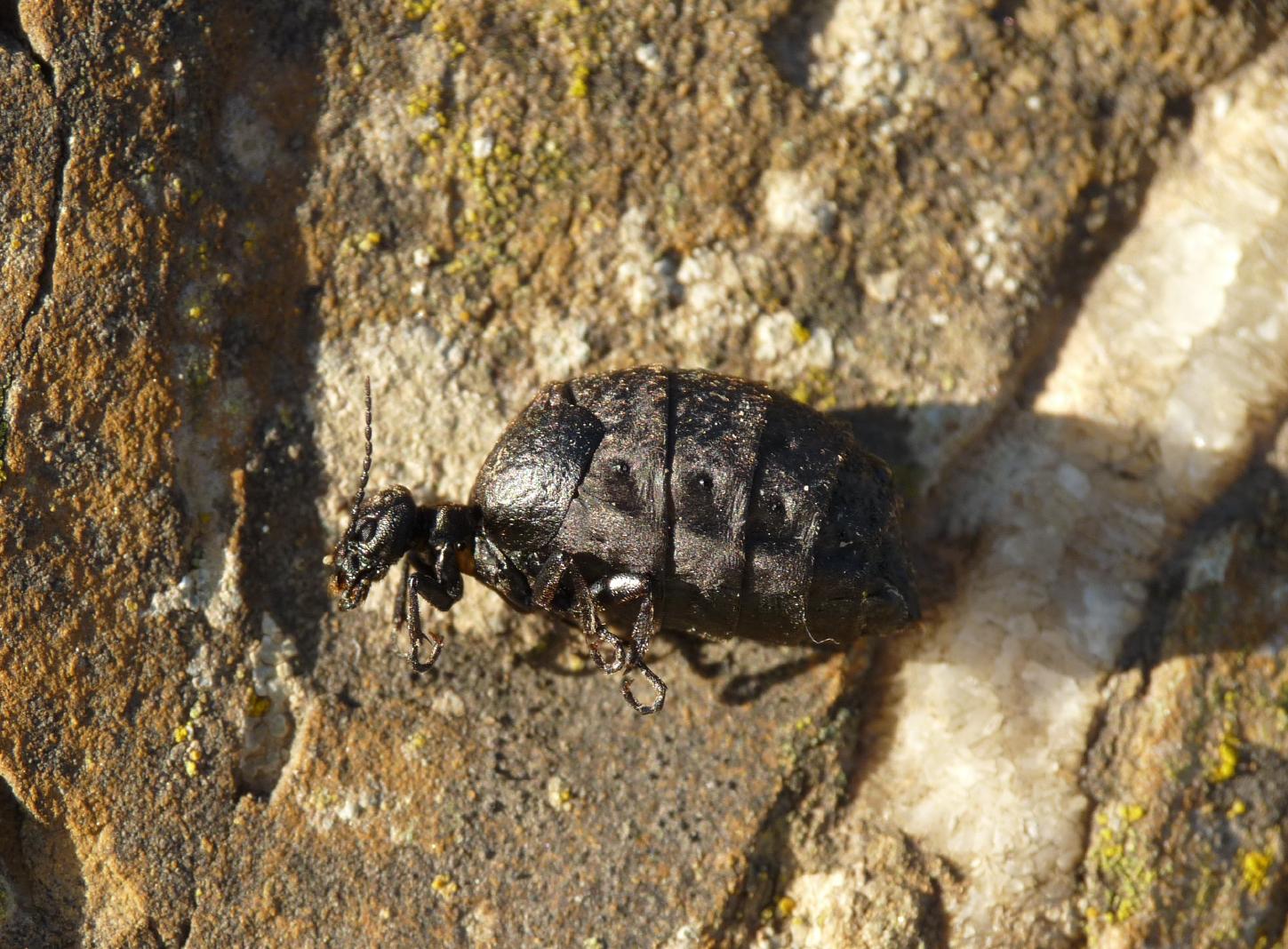 Meloe (Eurymeloe) mediterraneus